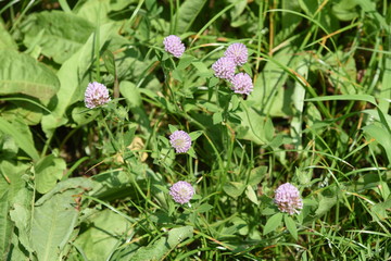 Red clover / It's used for feed of cattle, but red clover is also used for medicinal use because Iso flavon is included.