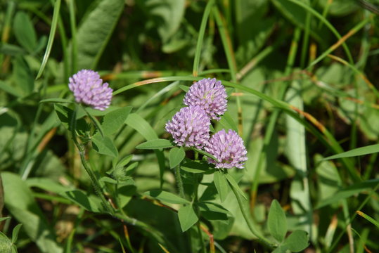 Red clover / It's used for feed of cattle, but red clover is also used for medicinal use because Iso flavon is included.