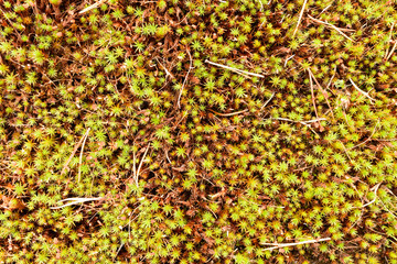 moss texture photo