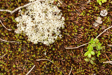 moss texture photo