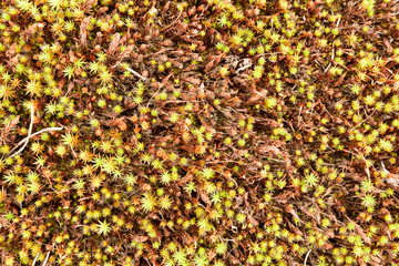 moss texture photo