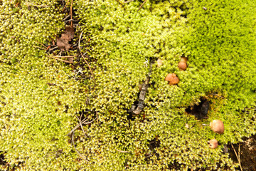 moss texture photo