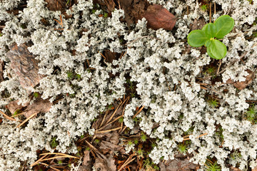 moss texture photo