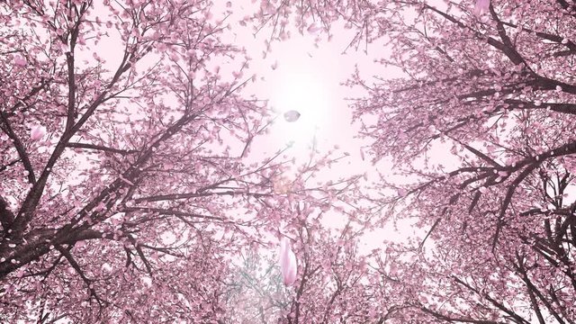 桜の森_上向き_回転_ループ_ピンク背景