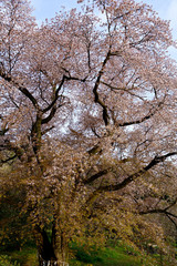 悠然と満開の花をつける千女房の山桜