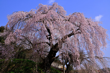 満開の枝垂れ桜が咲き誇る、弾正糸桜