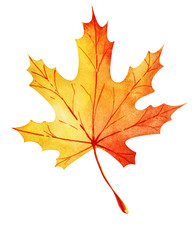 Autumn maple leaf. Orange-yellow gradient with red veins. Hand drawn watercolor illustration. Element isolated on white background.