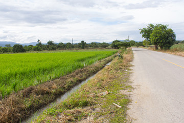 Fototapeta na wymiar green rice field with road