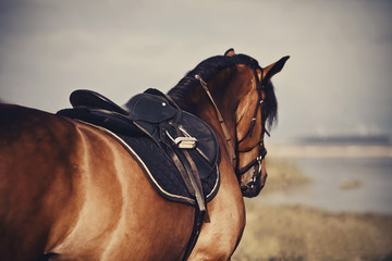 Saddle with stirrups on a back of a horse. - obrazy, fototapety, plakaty