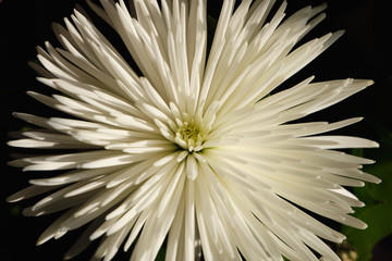 A blooming white chrysanthemum under sunlight with dark background