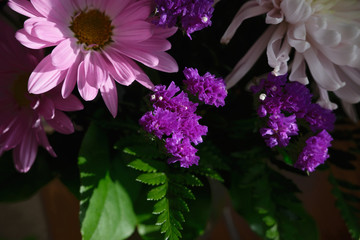 A group of blooming flowers, pink chrysanthemum and purple statice  under sunlight with soft shadows, with white chrysanthemum and green leaves on the background