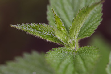 Close-up image of wet stinging nettle leaves after a rain