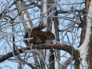 Squirrel on a branch of a tree with snow