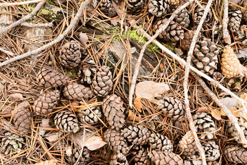 photo fir cone