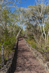 Fototapeta na wymiar Marked path to walk to the Tortuga Bay beach in Galapagos