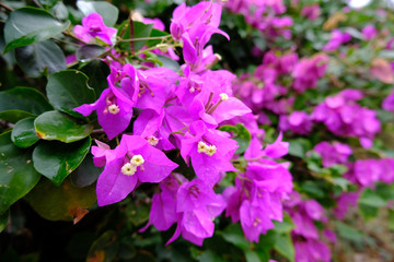 Purple flowers close-up surrounded by green leaves