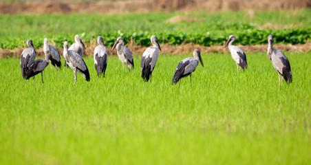 Obraz na płótnie Canvas Image of Asian Openbill Stock bird in the middle of a field on a natural background. Bird. Animal.