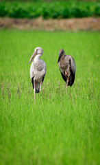Obraz na płótnie Canvas Image of Asian Openbill Stock bird in the middle of a field on a natural background. Bird. Animal.