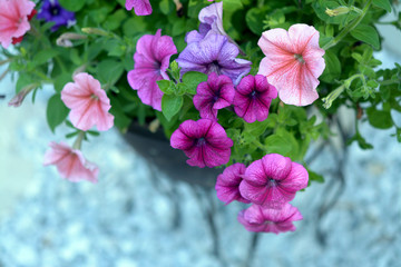 Fototapeta na wymiar petunia flowers