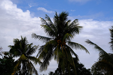 Fototapeta na wymiar Palm trees with blue cloudy background