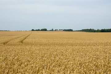 View of farm buildings with a big wheat field