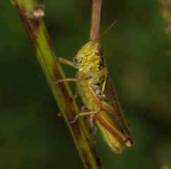 Why the long face Mr Grasshopper?