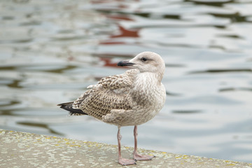 Yellow-legged Gull (Larus michahelli) Juvenile