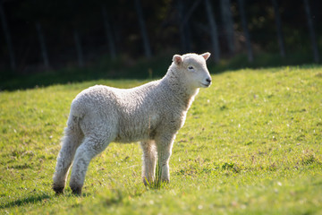 Obraz premium Baby lamb on the green grass in spring in New Zealand