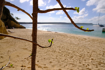 Trees with small green leaves on a sand beach with ocean and catamaran on the background