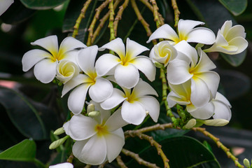 Fototapeta na wymiar white plumeria rubra flowers on tree,Frangipani Spa Flowers background