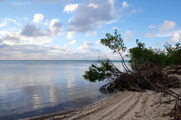 Mangrove trees on a beach and wonderful reflection of cloudy sky in water