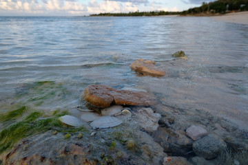 Shells, algae and rocks in water
