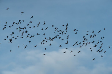 Many small bats are flying out of the habitat to go to feed.