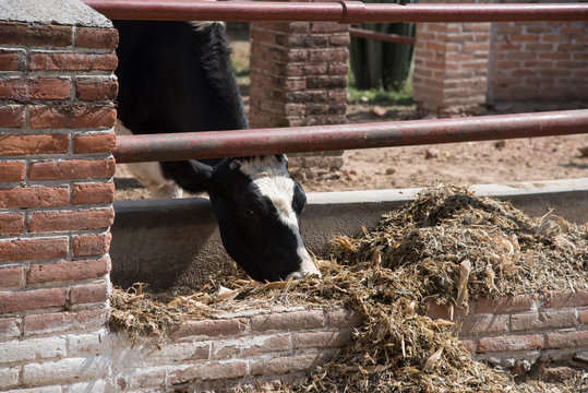 vaca en rancho comiendo con gallina