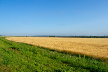 Fototapeta na wymiar Yellow field of wheat in the morning sun. Rural landscape.