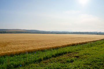 Fototapeta na wymiar Golden field of wheat in the morning sun. Rural landscape.