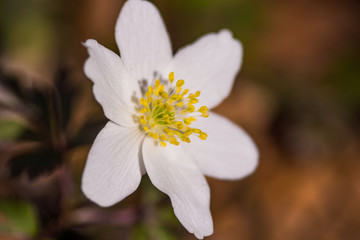 wildflower in forest in spring