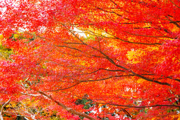 Koishikawa Korakuen garden