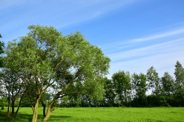 Summer natural scene. Trees on a green lawn. Blue clear sky.