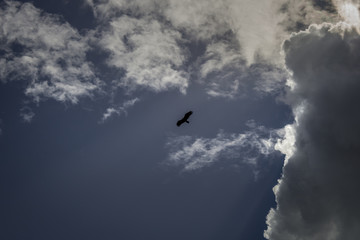 bird in the sky