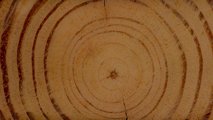 circular wood texture