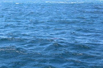 waves of the sea turtle