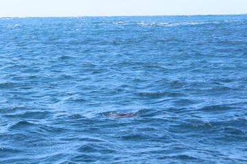 Fototapeta premium blue water surface background turtle