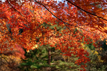 Maple leaves in the forest