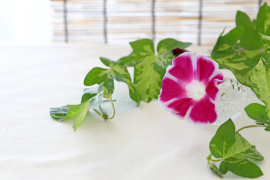 朝顔 Images Browse 7 713 Stock Photos Vectors And Video Adobe Stock