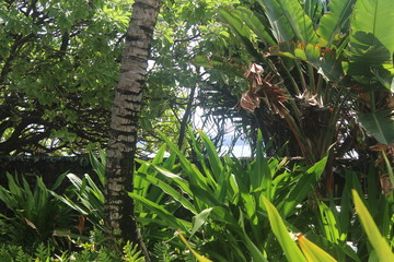 Fototapeta premium tree in the garden