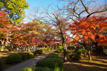 Fototapeta na wymiar Landscape of Gotokuji temple's autumn leaves