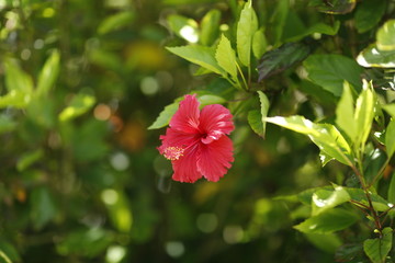 アカバナ（ハイビスカス）