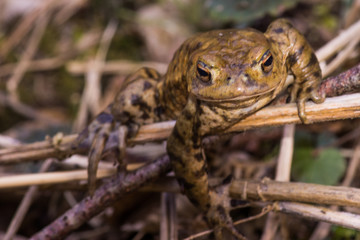 toad crawling on meadow big mouth