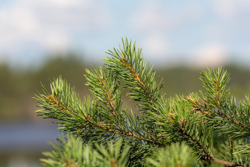 pine branch in the forest